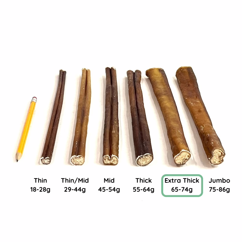 12" Bully Sticks | Extra Thick (65-74g) | Very Low Odor 4 12" Bully Stick Comparison Photo Extra Thick (from an angle)