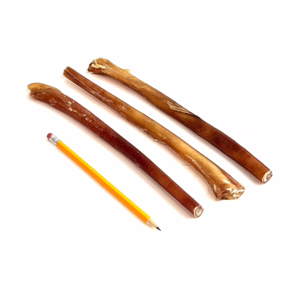 12" straight bully sticks, thick, low odor, next to a pencil