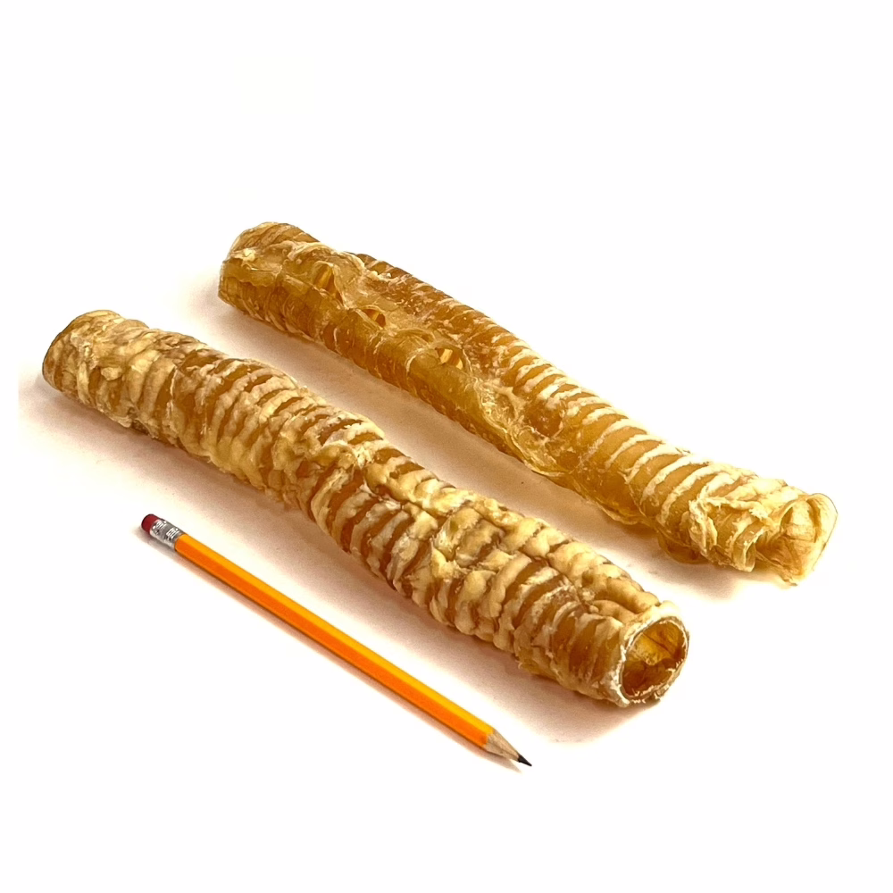 beef-trachea-12-inch-very-low-odor-pencil-m1 12" beef trachea, very low odor, next to a pencil