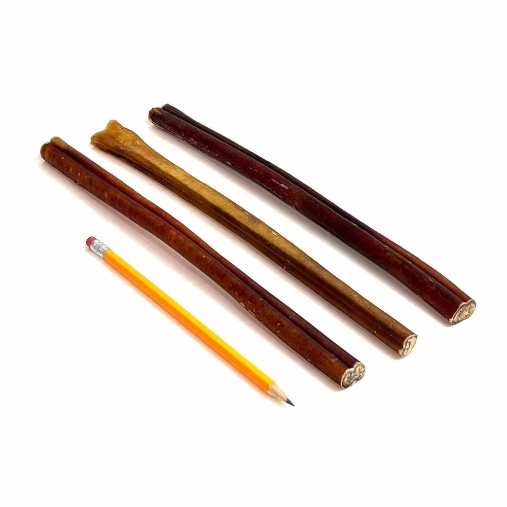 12-inch-bully-sticks-55-70-grams-low-medium-odor-pencil-m6 12" straight bully sticks, thick, low-medium odor, next to a pencil