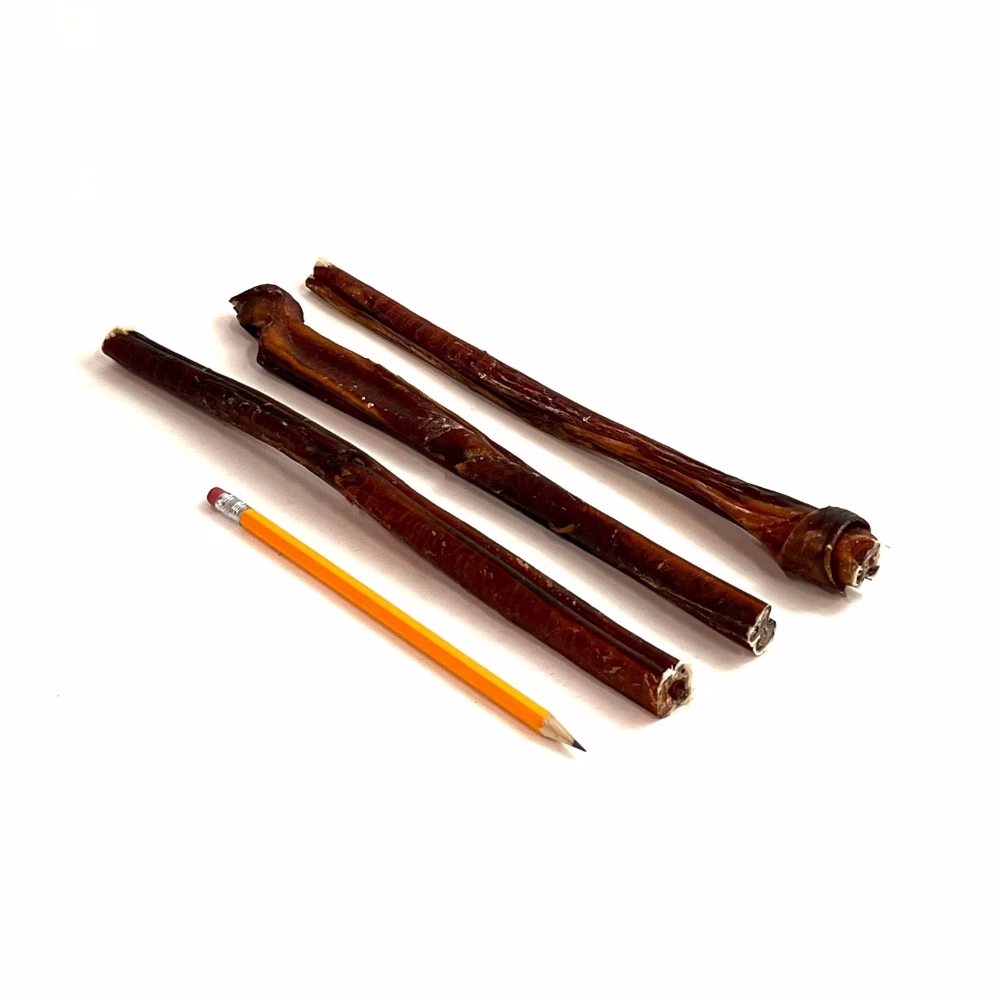 12-inch-bully-sticks-thick-slightly-overcooked-imperfect-appearance-low-odor-pencil-m15 12" straight bully sticks, thick, slightly overcooked, imperfect appearance, low odor, next to a pencil