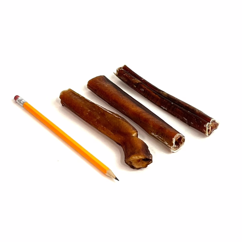 6-inch-bully-sticks-jumbo-overcooked-imperfect-appearance-low-odor-pencil-m15 6" straight bully sticks, jumbo, overcooked, imperfect appearance, low odor, next to a pencil